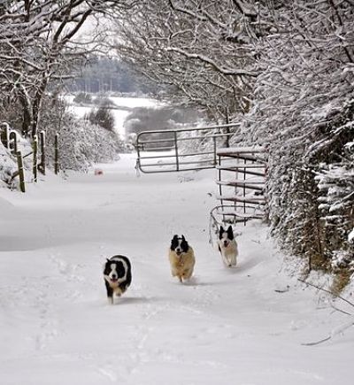 Our Sheep Dogs Love the Snow