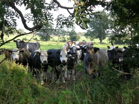 Cattle